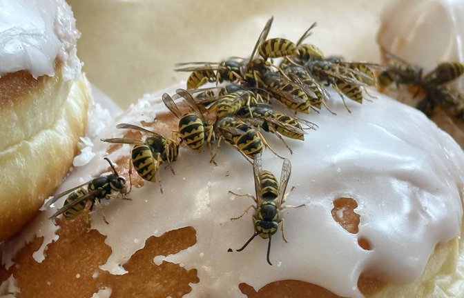Wespen lieben Süßes: Je üppiger die Tafel, desto mehr Tiere werden angelockt<span class='image-autor'>Foto: Imago/Sorge</span>