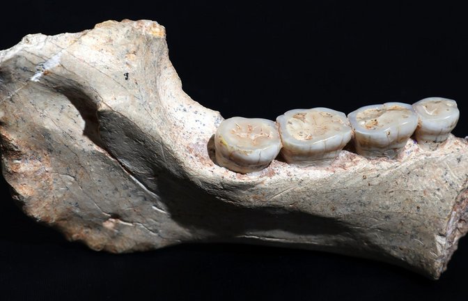 Dieser 773.000 Jahre alte Kieferknochen aus Marokko stammt von einem noch unbekannten Frühmenschen nahe der Wurzel unserer Spezies, dem Homo sapiens.<span class='image-autor'>Foto: © Hamza Mehimdate/ Programme Préhistoire de Casablanca</span>