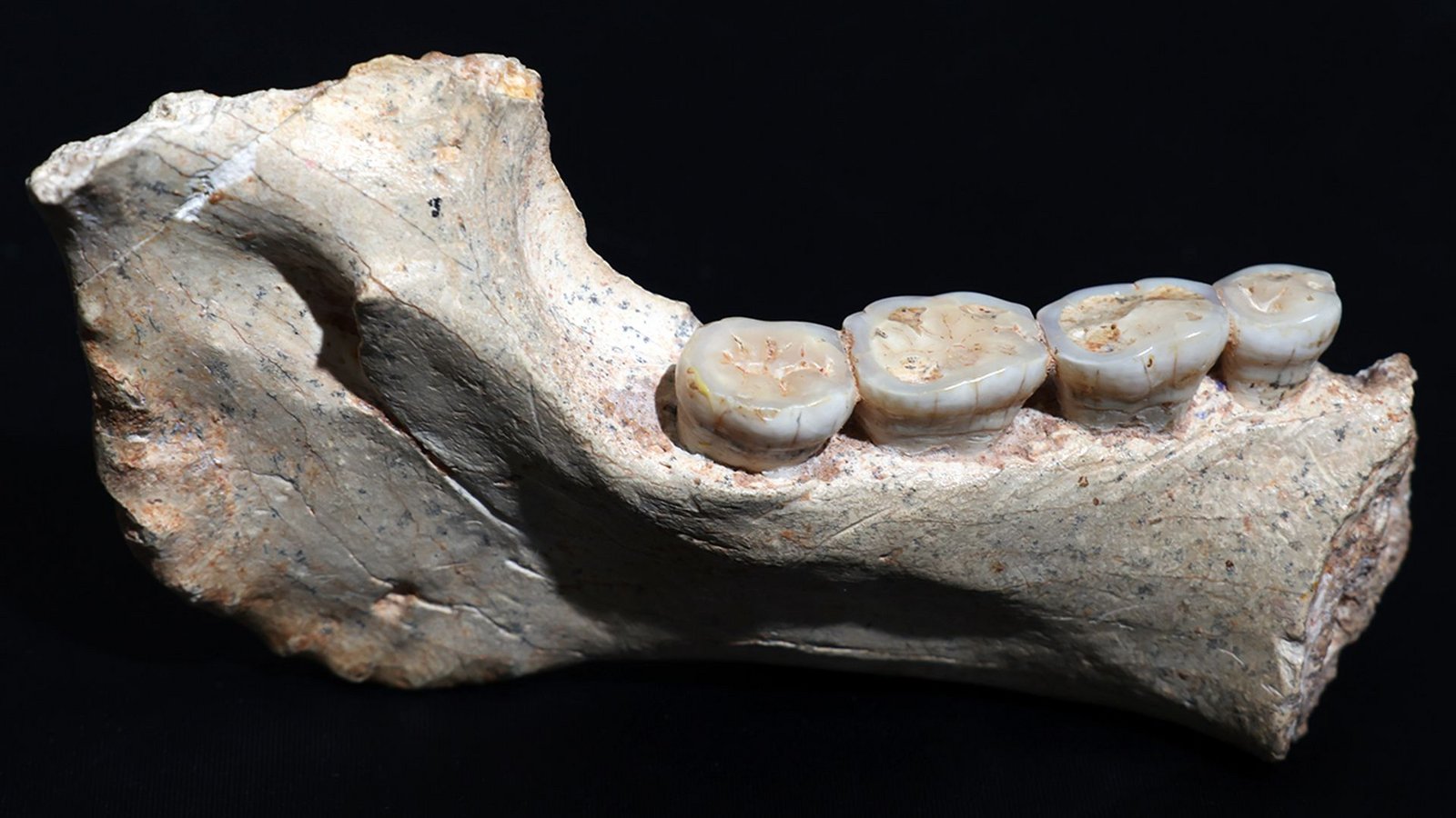 Dieser 773.000 Jahre alte Kieferknochen aus Marokko stammt von einem noch unbekannten Frühmenschen nahe der Wurzel unserer Spezies, dem Homo sapiens.Foto: © Hamza Mehimdate/ Programme Préhistoire de Casablanca Dieser 773.000 Jahre alte Kieferknochen aus Marokko stammt von einem noch unbekannten Frühmenschen nahe der Wurzel unserer Spezies, dem Homo sapiens.Foto: © Hamza Mehimdate/ Programme Préhistoire de Casablanca