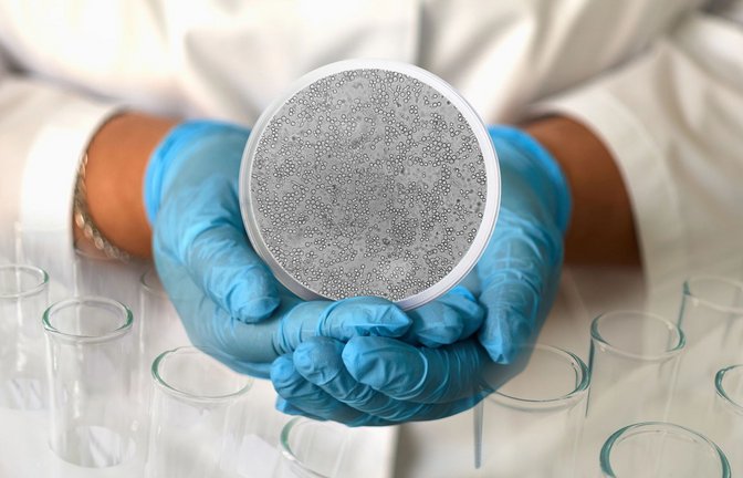 Candida albicans  ist ein Pilz der Candidagruppe, die den Hefepilzen zugeordnet wird.  Dieser Pilz ist  beim Menschen häufig auf den Schleimhäuten von Mund und Rachen und im Genitalbereich sowie im Verdauungstrakt zu finden.<span class='image-autor'>Foto: Imago/Depositphotos</span>