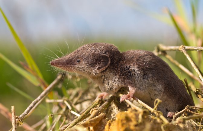 Das Borna-Virus wird von Spitzmäusen übertragen.<span class='image-autor'>Foto: Rudmer Zwerver/ Shutterstock</span>
