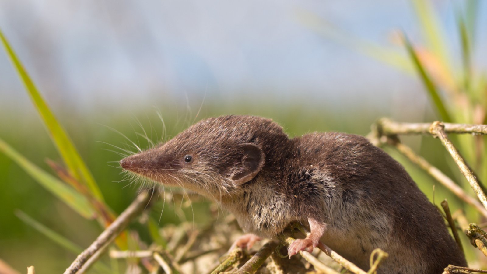 Das Borna-Virus wird von Spitzmäusen übertragen.Foto: Rudmer Zwerver/ Shutterstock Das Borna-Virus wird von Spitzmäusen übertragen.Foto: Rudmer Zwerver/ Shutterstock