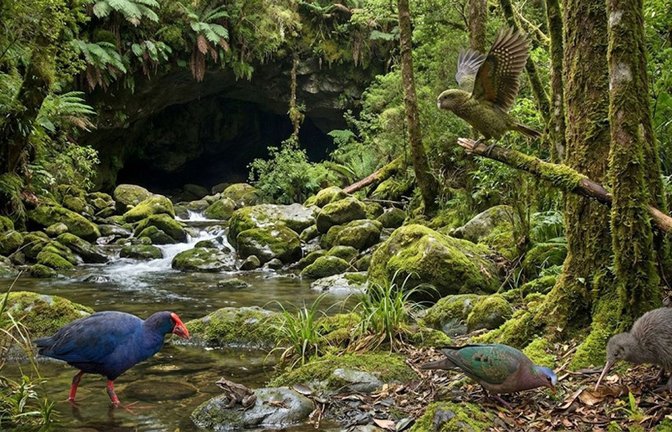 In einer Höhle Neuseelands haben Paläontologen Fossilien einer bislang unerforschten Ära entdeckt – darunter auch frühe Verwandte einiger ikonischer Vogelarten wie Kakapo und Takahe-Ralle.<span class='image-autor'>Foto: © Paul Scofield/Canterbury Museum</span>