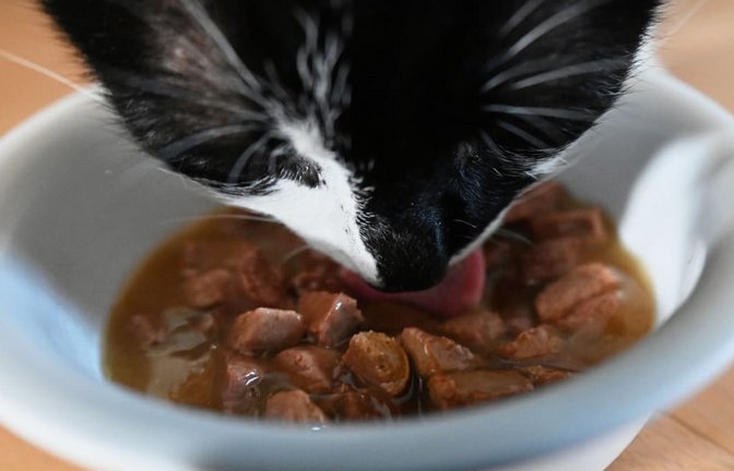 Auch das richtige Futter trägt zur Zahnpflege bei Katzen bei. (Symbolbild)<span class='image-autor'>Marijan Murat/dpa</span>
