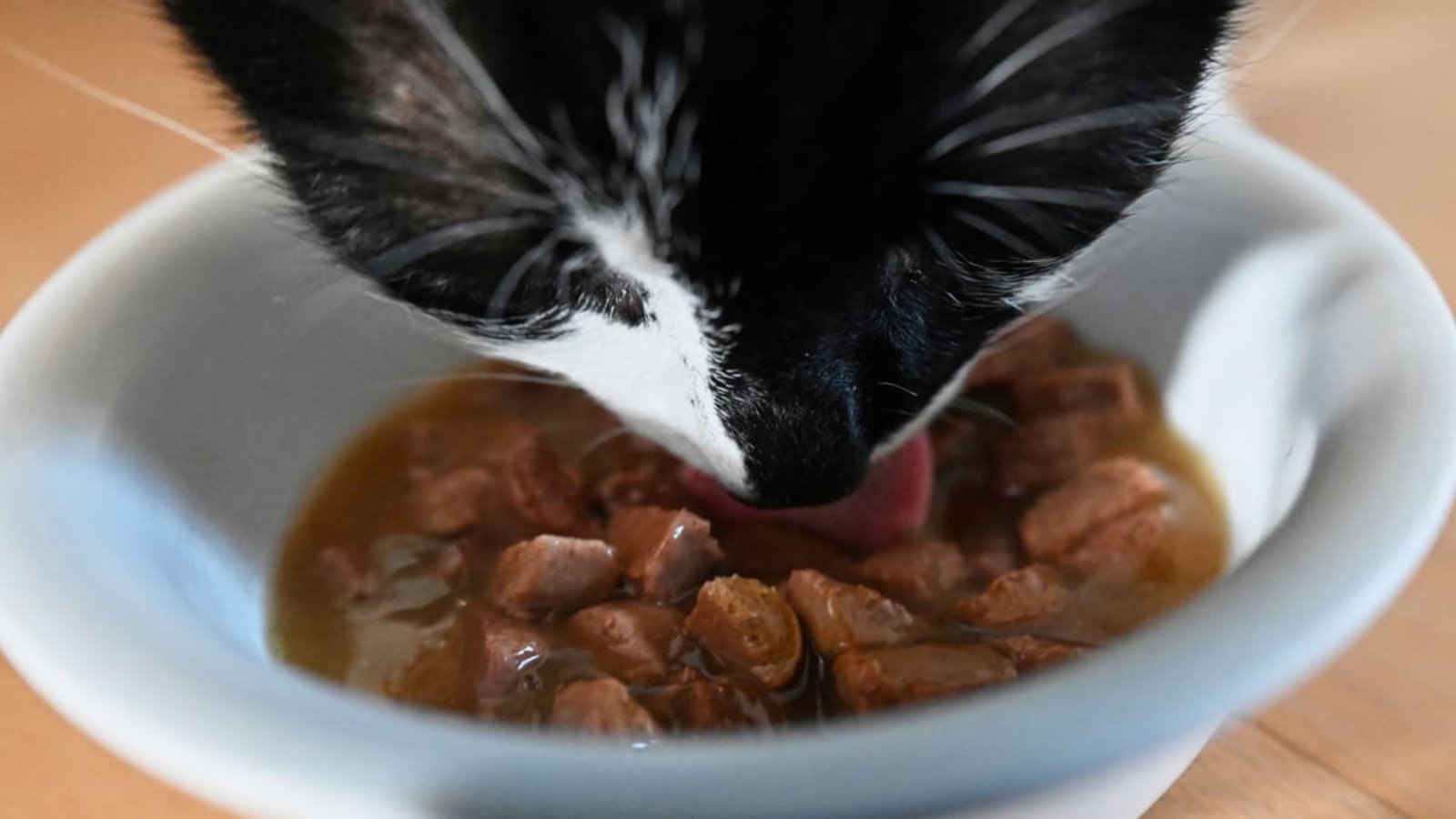 Auch das richtige Futter trägt zur Zahnpflege bei Katzen bei. (Symbolbild)Marijan Murat/dpa Auch das richtige Futter trägt zur Zahnpflege bei Katzen bei. (Symbolbild)Marijan Murat/dpa