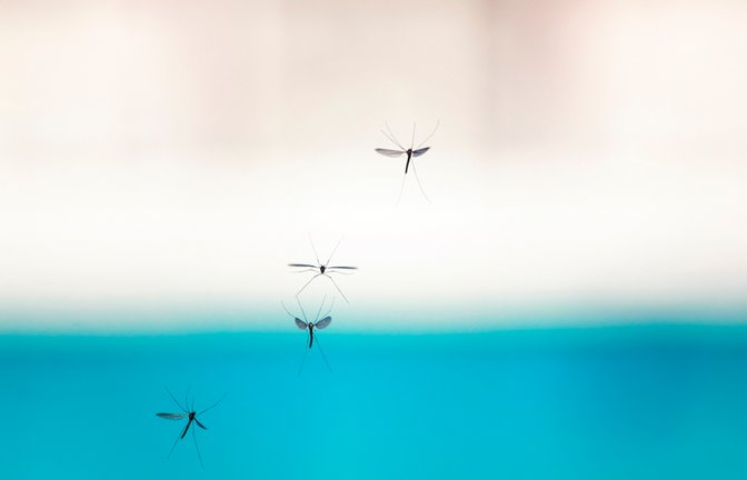 Der Regen hält die Mücken nicht auf.<span class='image-autor'>Foto: Bachkova Natalia / shutterstock.com</span>