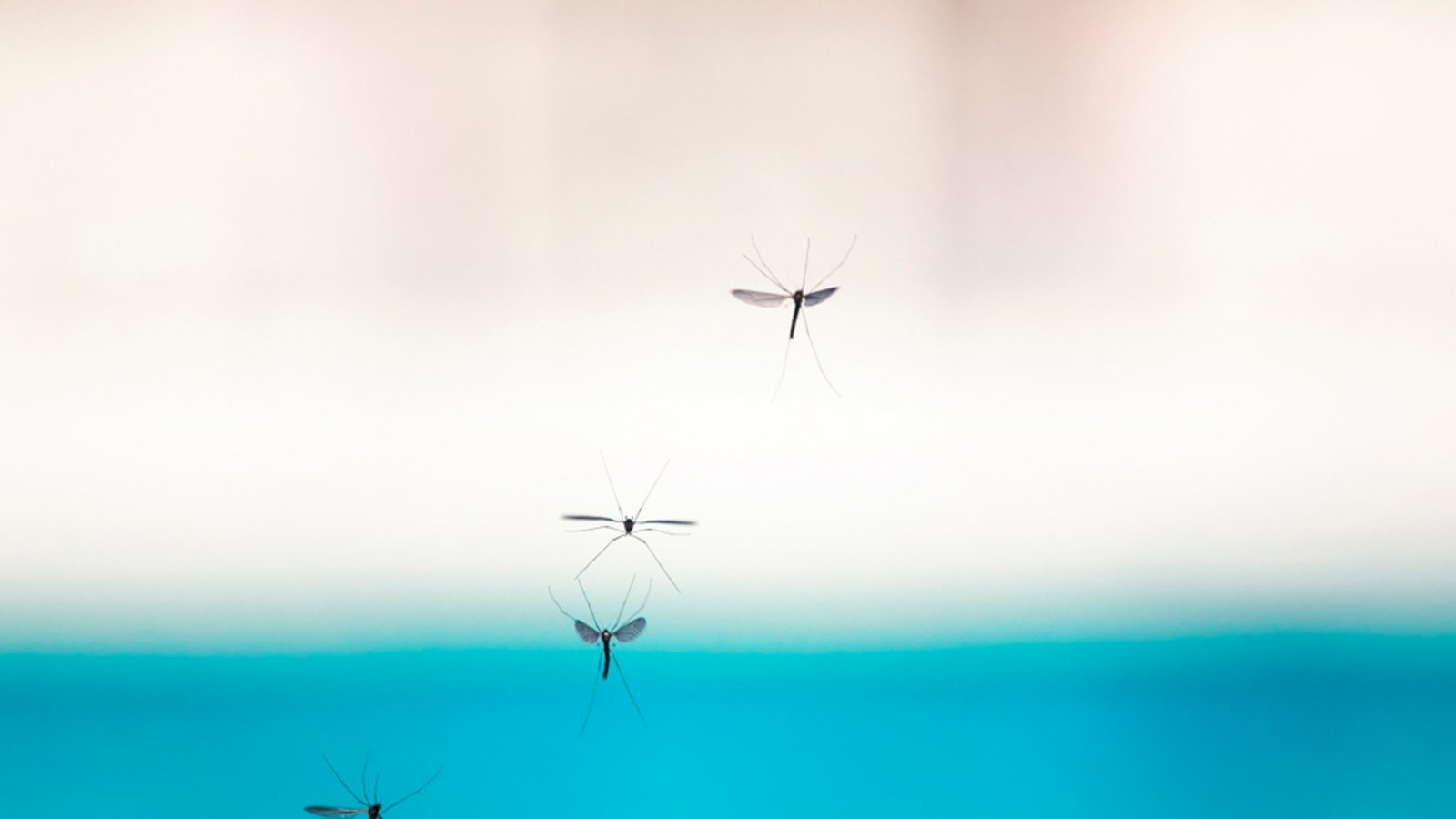 Der Regen hält die Mücken nicht auf.Foto: Bachkova Natalia / shutterstock.com Der Regen hält die Mücken nicht auf.Foto: Bachkova Natalia / shutterstock.com