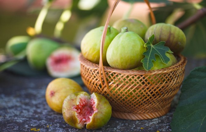 Grüne Feigen schmecken ebenso gut, wie die violetten Verwandten, aber wann sind sie eigentlich reif? Mehr dazu hier.<span class='image-autor'>Foto: Nada54 / Shutterstock.com</span>
