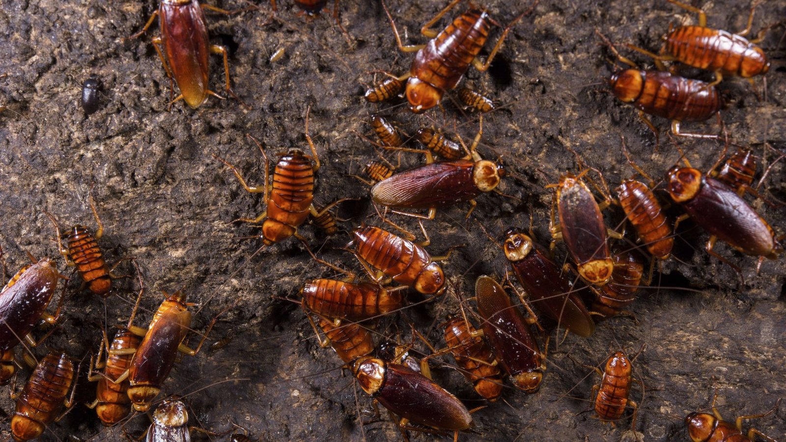 Kakerlaken sind durchaus erfinderisch. (Symbolbild)Foto: IMAGO/Nature Picture Library/IMAGO/Emanuele Biggi Kakerlaken sind durchaus erfinderisch. (Symbolbild)Foto: IMAGO/Nature Picture Library/IMAGO/Emanuele Biggi