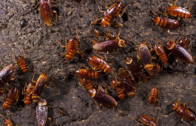Kakerlaken sind durchaus erfinderisch. (Symbolbild)<span class='image-autor'>Foto: IMAGO/Nature Picture Library/IMAGO/Emanuele Biggi</span>
