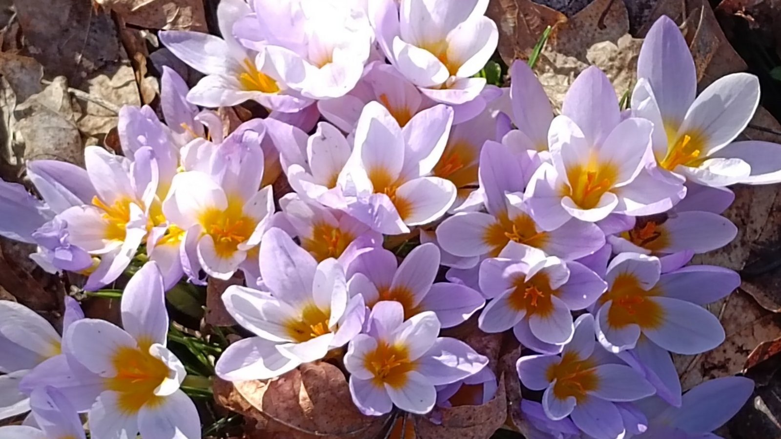 Clara Spielmann schickt einen „Krokus-Strauß“. Clara Spielmann schickt einen „Krokus-Strauß“.