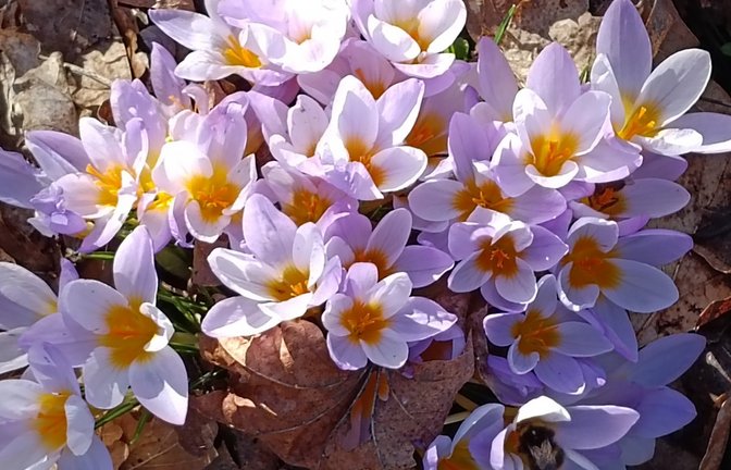 Clara Spielmann schickt einen „Krokus-Strauß“.