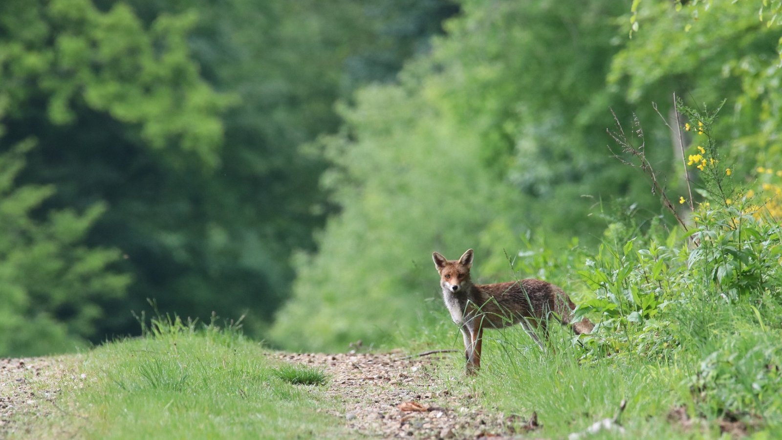 Der Fuchs gilt als schlau, seine Bejagung ist umstritten.  Foto: Pixabay/Nathalieburblis