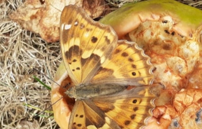 Hans Hohl schickte das Foto eines Schmetterlings, den er in seinem Vaihinger Garten fotografierte. Aber welche Art ist es? Das war schon ein bisschen eine harte Nuss, die es zu knacken galt. Wir tippen auf einen Kleinen Schillerfalter, allerdings in der sogenannten f.clytie-Morphe. Schillerfalter sind bei uns besonders geschützt.
