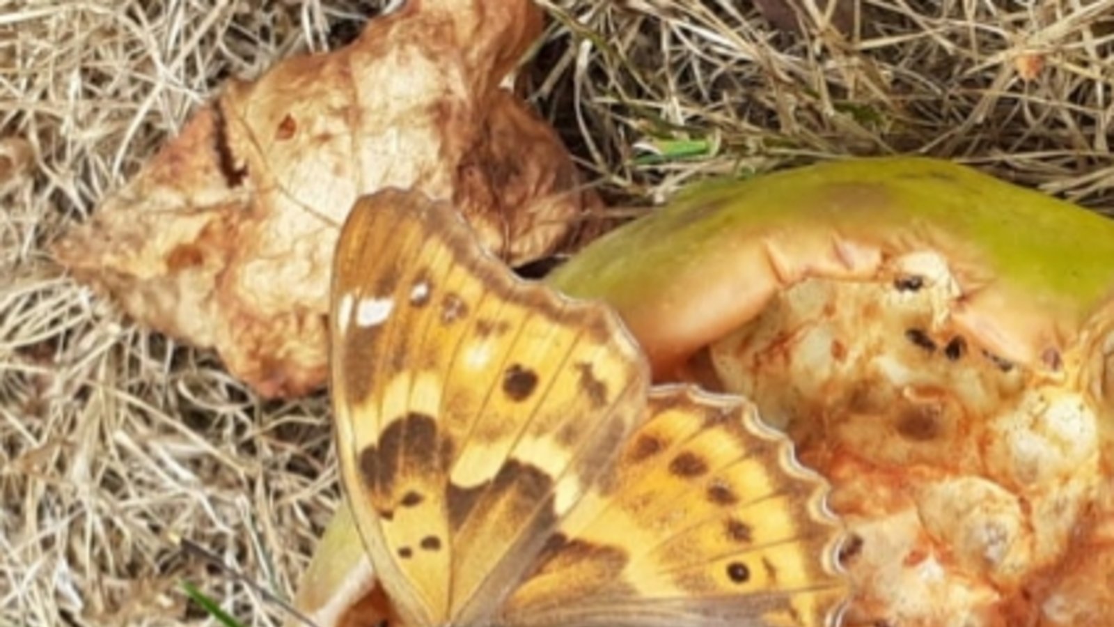Hans Hohl schickte das Foto eines Schmetterlings, den er in seinem Vaihinger Garten fotografierte. Aber welche Art ist es? Das war schon ein bisschen eine harte Nuss, die es zu knacken galt. Wir tippen auf einen Kleinen Schillerfalter, allerdings in der sogenannten f.clytie-Morphe. Schillerfalter sind bei uns besonders geschützt. Hans Hohl schickte das Foto eines Schmetterlings, den er in seinem Vaihinger Garten fotografierte. Aber welche Art ist es? Das war schon ein bisschen eine harte Nuss, die es zu knacken galt. Wir tippen auf einen Kleinen Schillerfalter, allerdings in der sogenannten f.clytie-Morphe. Schillerfalter sind bei uns besonders geschützt.