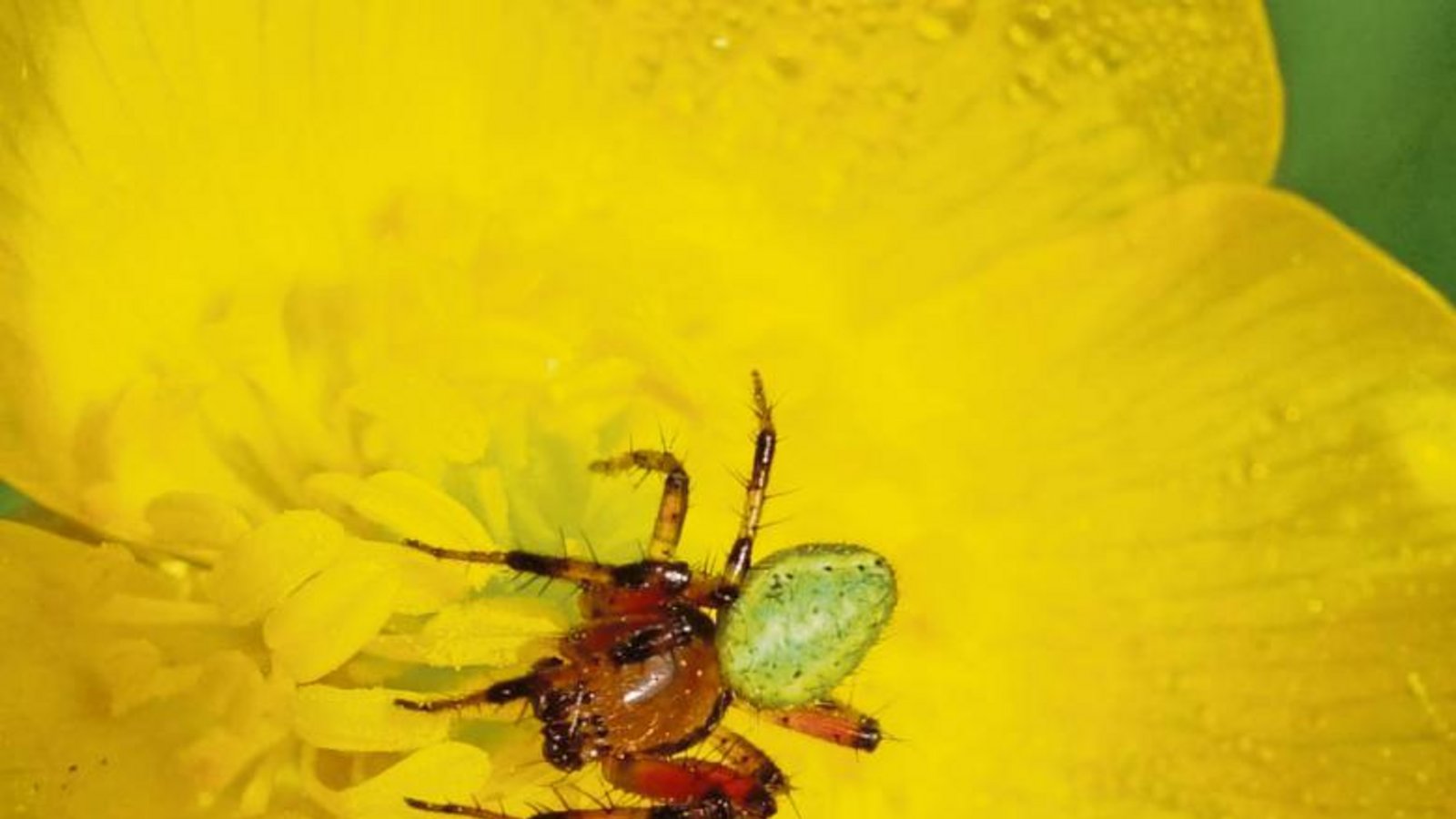 Das Männchen der Kürbisspinne wird als hübsch bis eklig empfunden.  Foto: Rücker