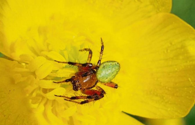 Das Männchen der Kürbisspinne wird als hübsch bis eklig empfunden.  Foto: Rücker