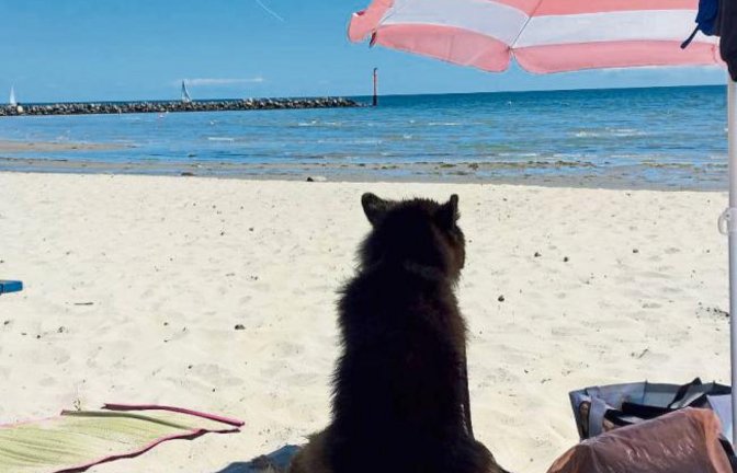 Hund müsste man sein. „Sonnige Ostseegrüße von Gambo aus Vaihingen“, schreibt Sabrina Reichert und schickt diesen Schnappschuss.
