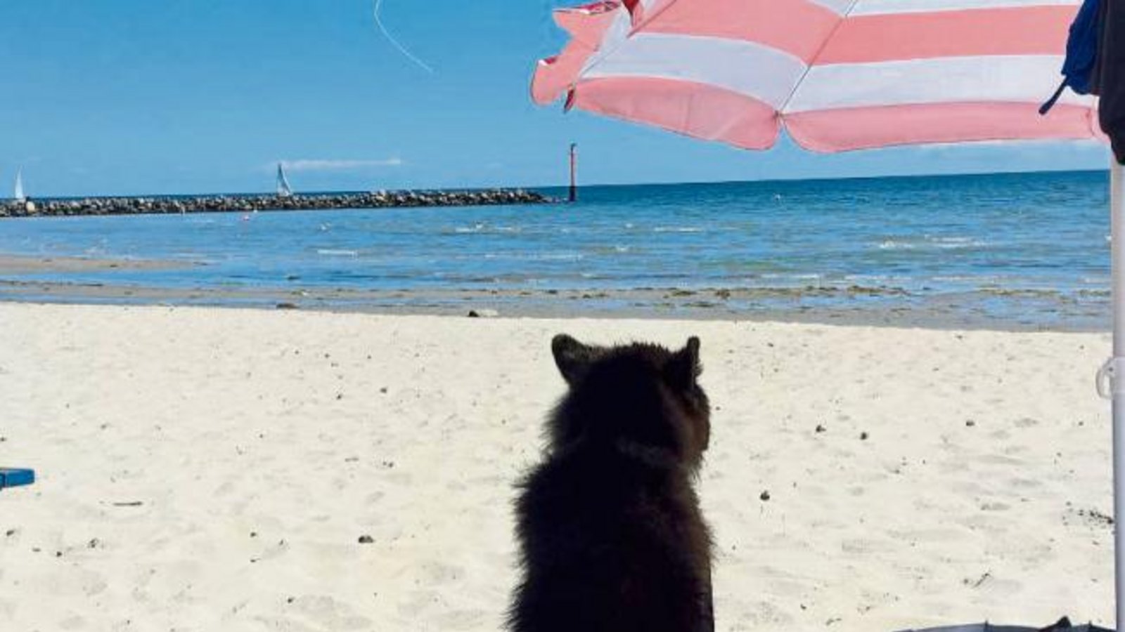 Hund müsste man sein. „Sonnige Ostseegrüße von Gambo aus Vaihingen“, schreibt Sabrina Reichert und schickt diesen Schnappschuss. Hund müsste man sein. „Sonnige Ostseegrüße von Gambo aus Vaihingen“, schreibt Sabrina Reichert und schickt diesen Schnappschuss.