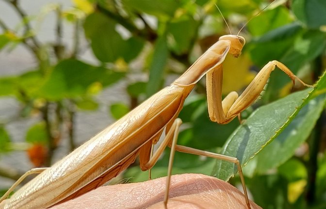 Dieses Prachtstück einer Gottesanbeterin wurde jüngst vor dem Transport mit Schnittgut auf den Häckselplatz gerettet. Weitere tolle Krabbler gibt es auf Seite 14. <span class='image-autor'>Foto: Rücker</span>