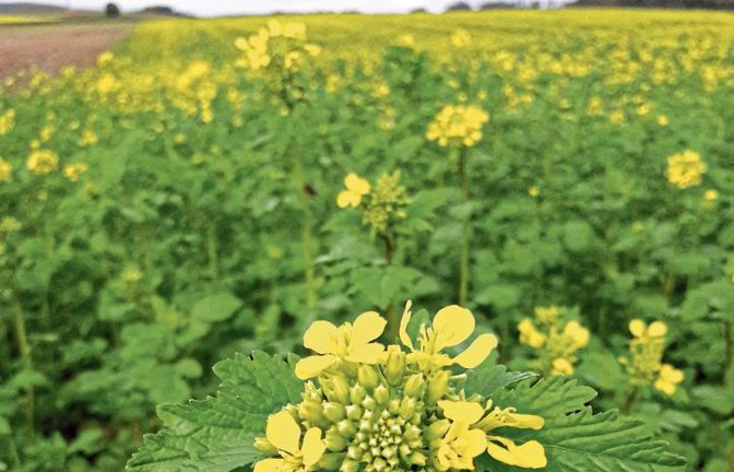 Gelb blühen jetzt die Felder – welche Pflanze ist’s? Foto: Rücker