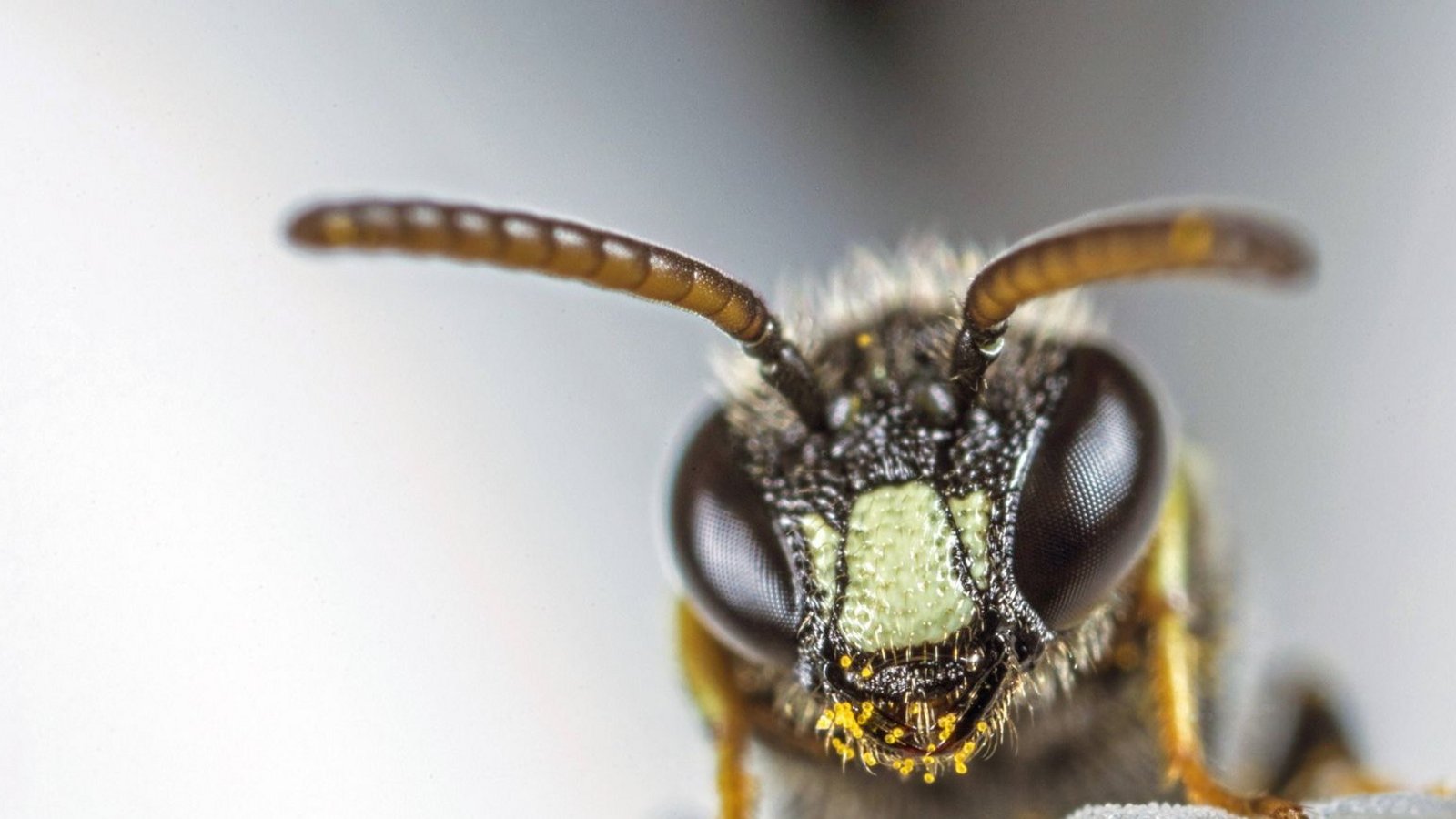Pollen im Gesicht: Diese Grobpunktierte Maskenbiene, eine Wildbienenart, geht ihrer Arbeit nach.Foto: imago//W. Willner Pollen im Gesicht: Diese Grobpunktierte Maskenbiene, eine Wildbienenart, geht ihrer Arbeit nach.Foto: imago//W. Willner