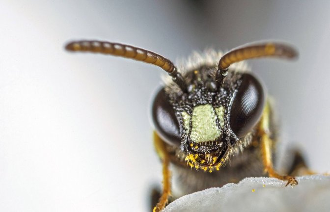 Pollen im Gesicht: Diese Grobpunktierte Maskenbiene, eine Wildbienenart, geht ihrer Arbeit nach.<span class='image-autor'>Foto: imago//W. Willner</span>