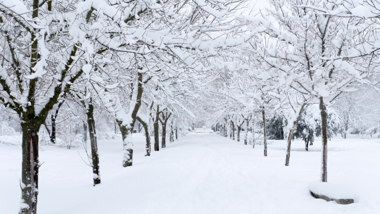 Wie stehen die Chancen auf weiße Weihnachten?Foto: Jose MAnuel Morante / shutterstock.com Wie stehen die Chancen auf weiße Weihnachten?Foto: Jose MAnuel Morante / shutterstock.com