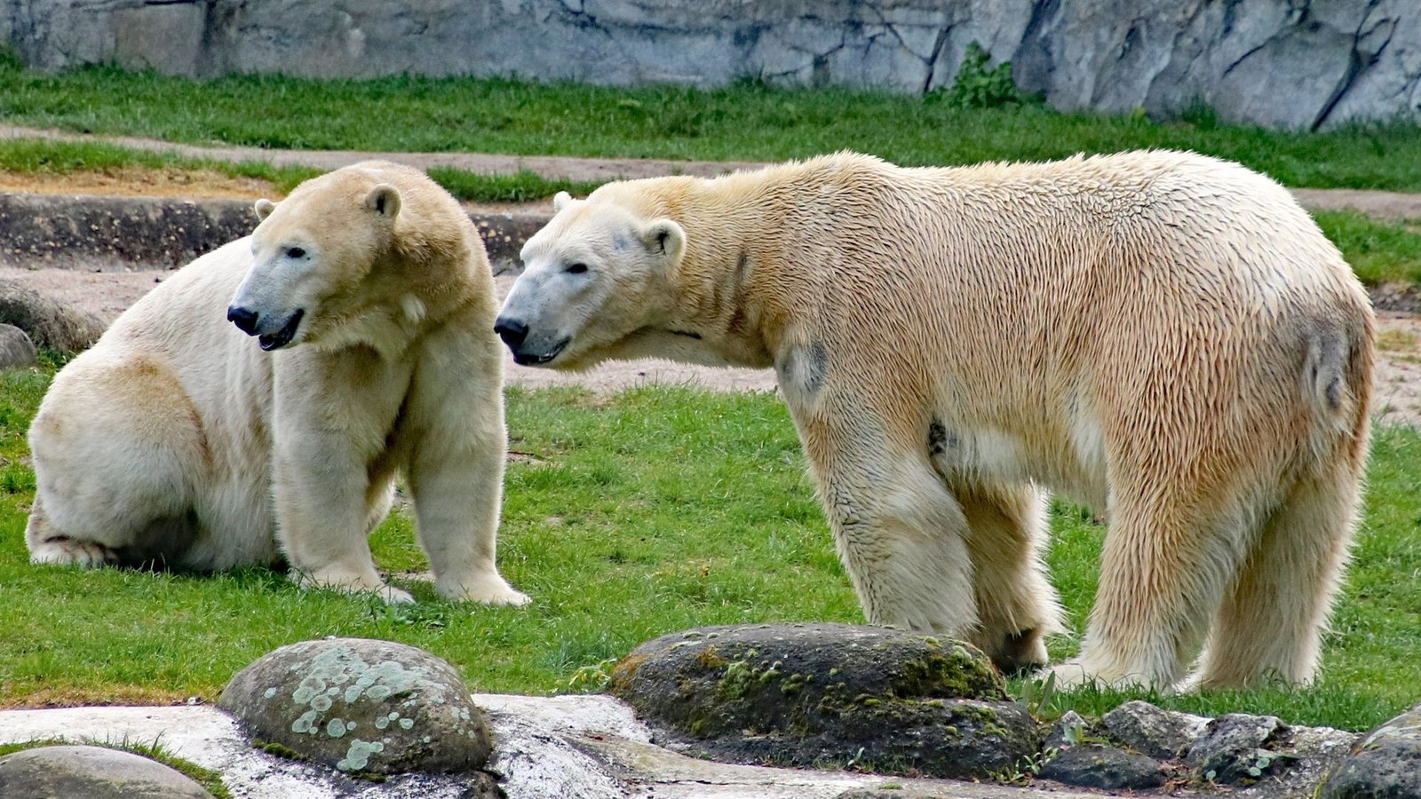 Die Eisbären Nuka (links) und Kap sind Eltern geworden. Doch kommt der Wurf auch durch?Foto: dpa/Timo Deible Die Eisbären Nuka (links) und Kap sind Eltern geworden. Doch kommt der Wurf auch durch?Foto: dpa/Timo Deible
