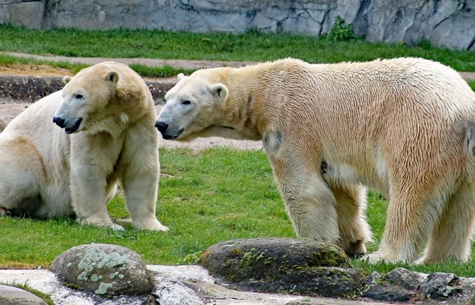 Die Eisbären Nuka (links) und Kap sind Eltern geworden. Doch kommt der Wurf auch durch?<span class='image-autor'>Foto: dpa/Timo Deible</span>