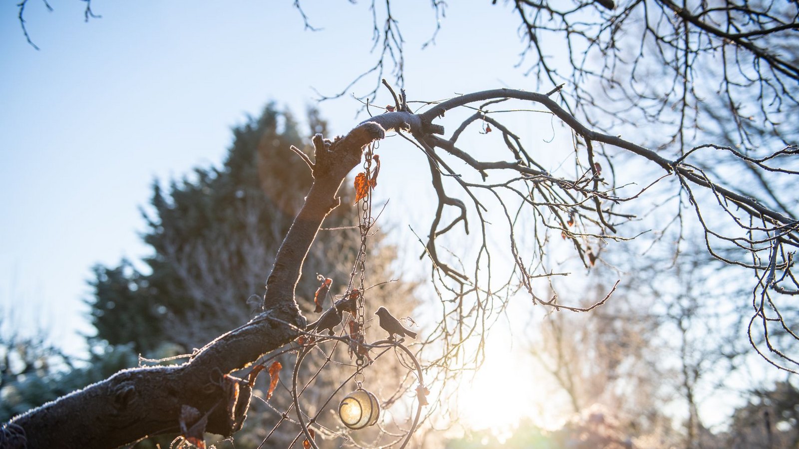 Frostige Morgen kommen auch noch im Frühling vor. Und das gefährdet kälteempfindliche Pflanzen im Garten.Foto: dpa/Zacharie Scheurer