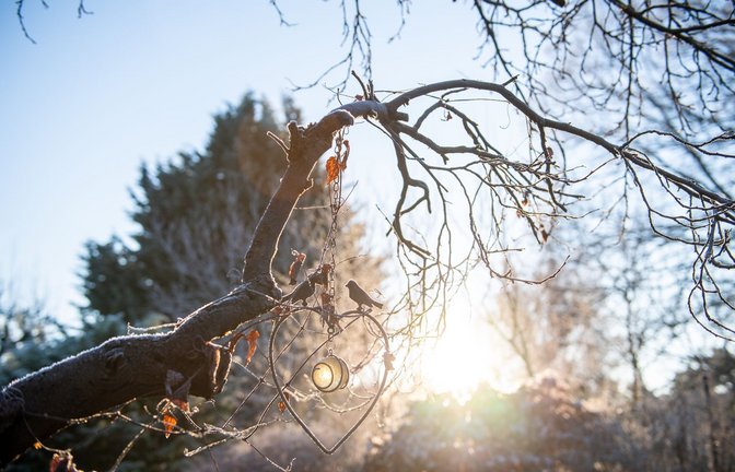 Frostige Morgen kommen auch noch im Frühling vor. Und das gefährdet kälteempfindliche Pflanzen im Garten.<span class='image-autor'>Foto: dpa/Zacharie Scheurer</span>
