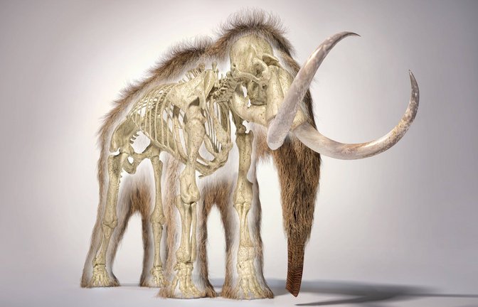 3D-Illustration eines Wollhaarmammuts mit Teilen des Fells und Skeletts.<span class='image-autor'>Foto: Imago/Science Photo Library</span>