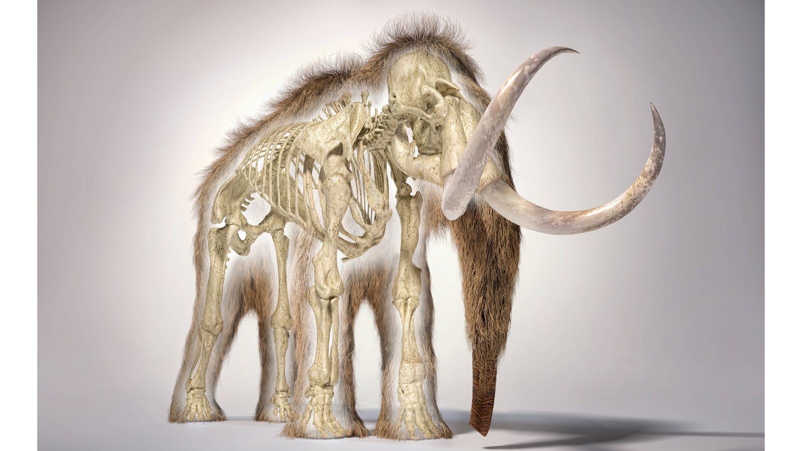 3D-Illustration eines Wollhaarmammuts mit Teilen des Fells und Skeletts.Foto: Imago/Science Photo Library 3D-Illustration eines Wollhaarmammuts mit Teilen des Fells und Skeletts.Foto: Imago/Science Photo Library