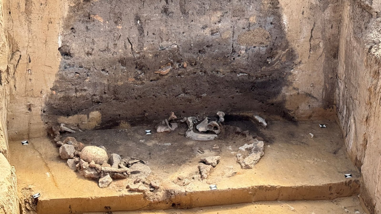 Opfergrube der Salzmünder Kultur mit Hundeknochen, zwei menschlichen Schädeln, Brandlehm von einem Haus und einem Hornzapfen.Foto: Oliver Dietrich/ Landesamt für Denkmalpflege und Archäologie Sachsen-Anhalt Opfergrube der Salzmünder Kultur mit Hundeknochen, zwei menschlichen Schädeln, Brandlehm von einem Haus und einem Hornzapfen.Foto: Oliver Dietrich/ Landesamt für Denkmalpflege und Archäologie Sachsen-Anhalt