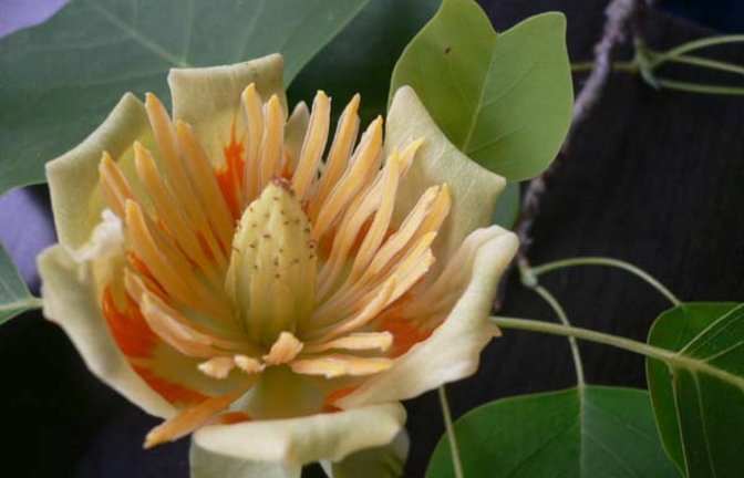 Vorfreude auf die Blüten des Tulpenbaums. Foto: Hahn-Roth