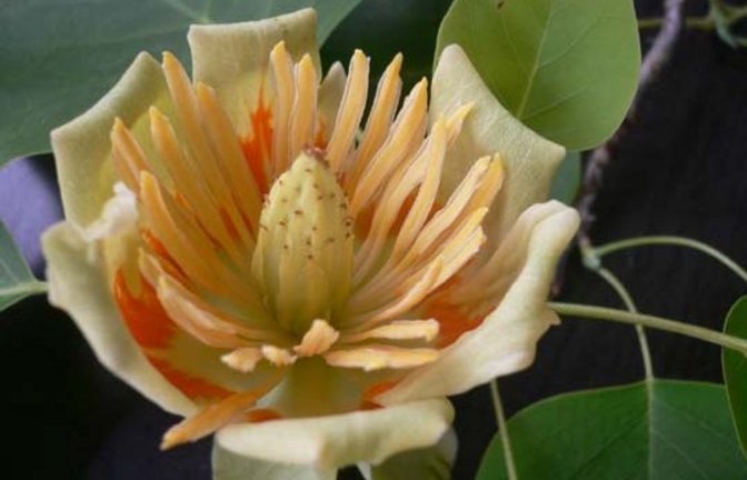 Vorfreude auf die Blüten des Tulpenbaums. Foto: Hahn-Roth