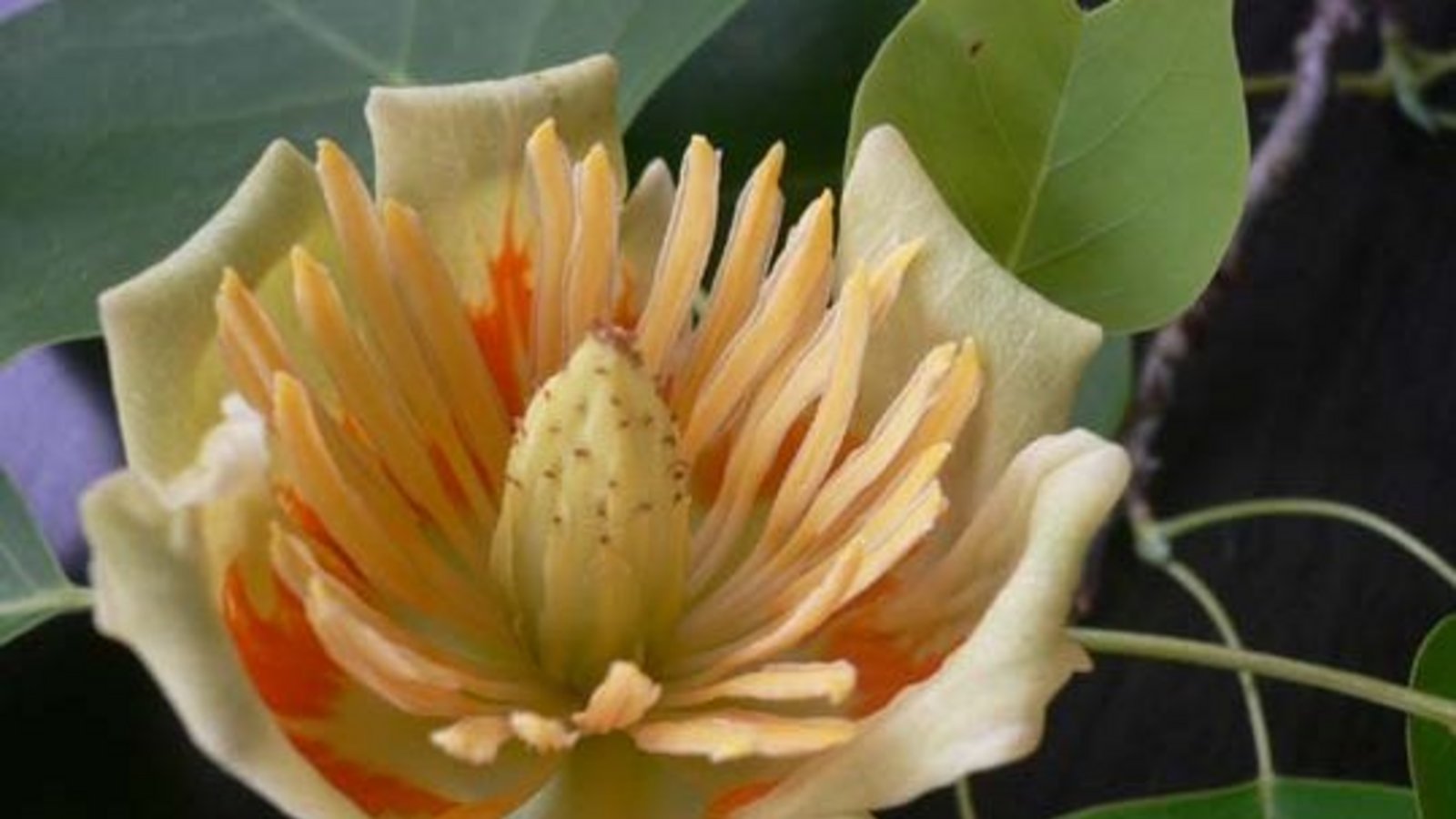 Vorfreude auf die Blüten des Tulpenbaums. Foto: Hahn-Roth Vorfreude auf die Blüten des Tulpenbaums. Foto: Hahn-Roth