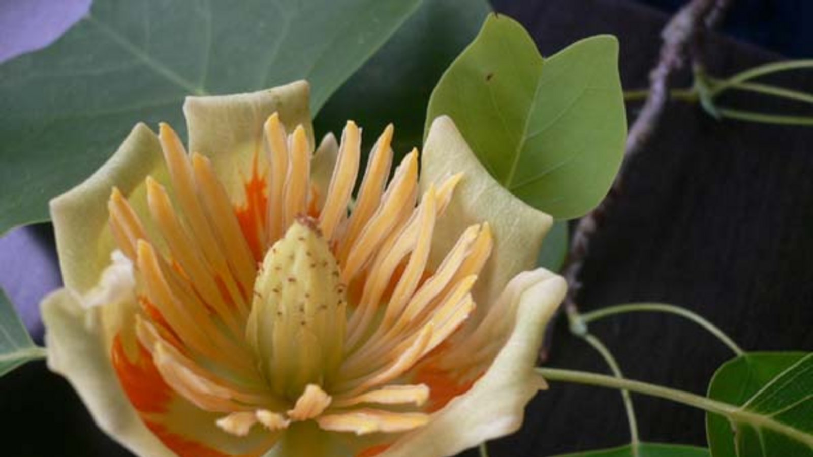 Vorfreude auf die Blüten des Tulpenbaums. Foto: Hahn-Roth