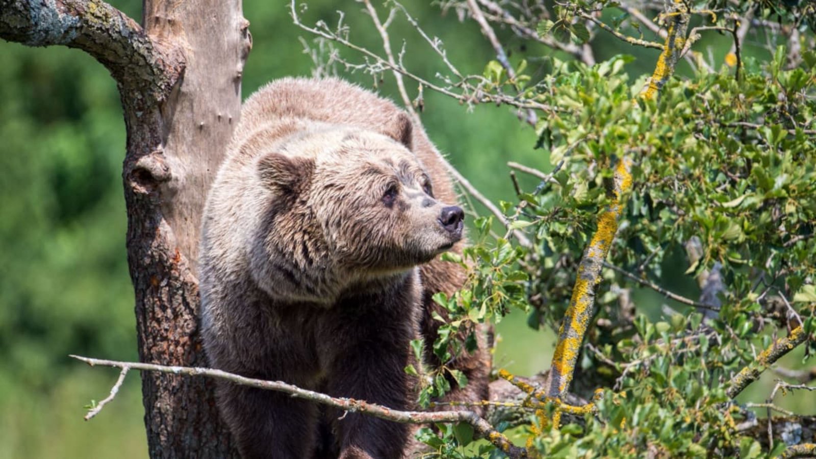 Ein Bär im Brandnertal in Österreich sorgt für Aufsehen, keine 100 Kilometer von der Baden-Württembergischen Grenze entfernt. Bedeutet das, dass Bären bald auch rund um den Schwarzwald heimisch werden könnten? (Symbolfoto)dpa Ein Bär im Brandnertal in Österreich sorgt für Aufsehen, keine 100 Kilometer von der Baden-Württembergischen Grenze entfernt. Bedeutet das, dass Bären bald auch rund um den Schwarzwald heimisch werden könnten? (Symbolfoto)dpa