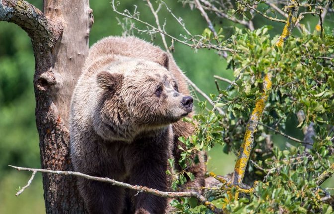 Ein Bär im Brandnertal in Österreich sorgt für Aufsehen, keine 100 Kilometer von der Baden-Württembergischen Grenze entfernt. Bedeutet das, dass Bären bald auch rund um den Schwarzwald heimisch werden könnten? (Symbolfoto)<span class='image-autor'>dpa</span>