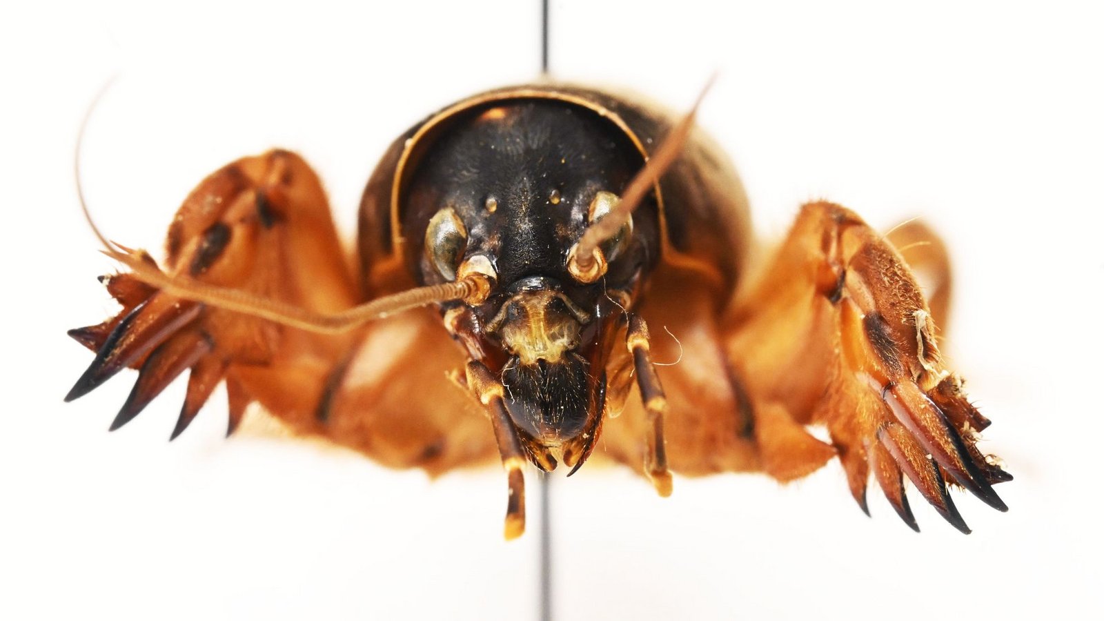 Die Maulwurfsgrille hat Schaufeln, um sich durchs Erdreich zu buddeln.Foto: Uli Deck/dpa