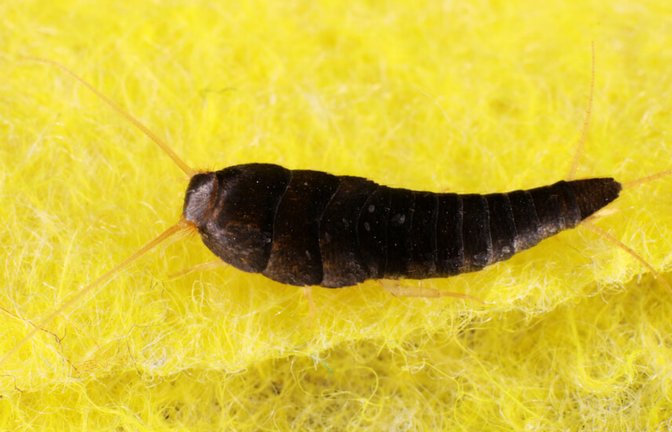 Foto: photowind / shutterstock.com