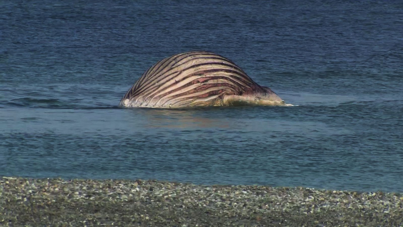 Der tote Buckelwal liegt aufgebläht vor der dänischen Insel Anholt.Foto: -/News5/dpa Der tote Buckelwal liegt aufgebläht vor der dänischen Insel Anholt.Foto: -/News5/dpa