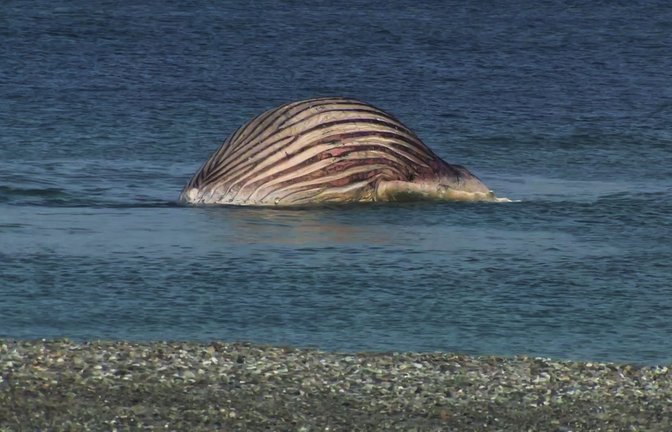 Der tote Buckelwal liegt aufgebläht vor der dänischen Insel Anholt.<span class='image-autor'>Foto: -/News5/dpa</span>