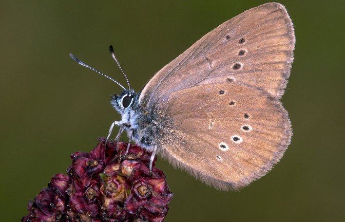 Der Dunkle Wiesenknopf-Ameisenbläuling ist der "Schmetterling des Jahres" 2026 .<span class='image-autor'>Foto: Tim Laussmann/BUND/dpa</span>