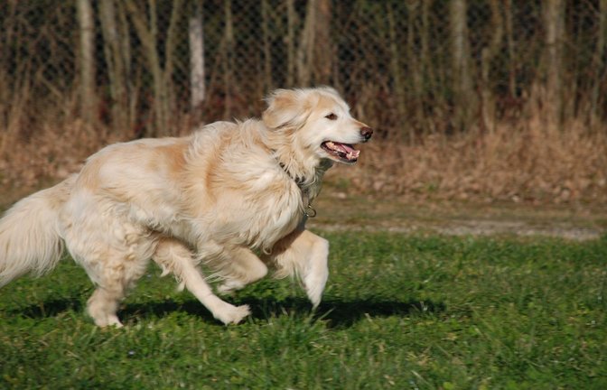 Bei dem Hund soll es sich um einen größeren hellfarbenen Hund handeln, ähnlich einem Golden Retriever. (Symbolfoto)<span class='image-autor'>Foto: IMAGO/Panthermedia/Hene65 via imago-images.de</span>