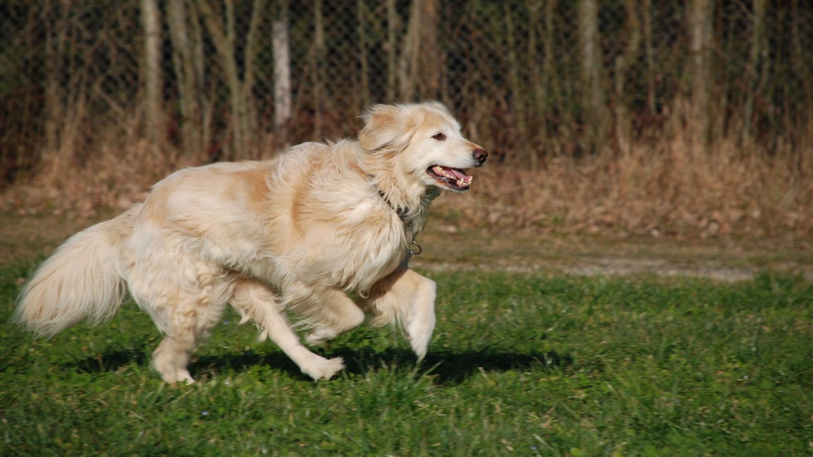 Bei dem Hund soll es sich um einen größeren hellfarbenen Hund handeln, ähnlich einem Golden Retriever. (Symbolfoto)Foto: IMAGO/Panthermedia/Hene65 via imago-images.de Bei dem Hund soll es sich um einen größeren hellfarbenen Hund handeln, ähnlich einem Golden Retriever. (Symbolfoto)Foto: IMAGO/Panthermedia/Hene65 via imago-images.de