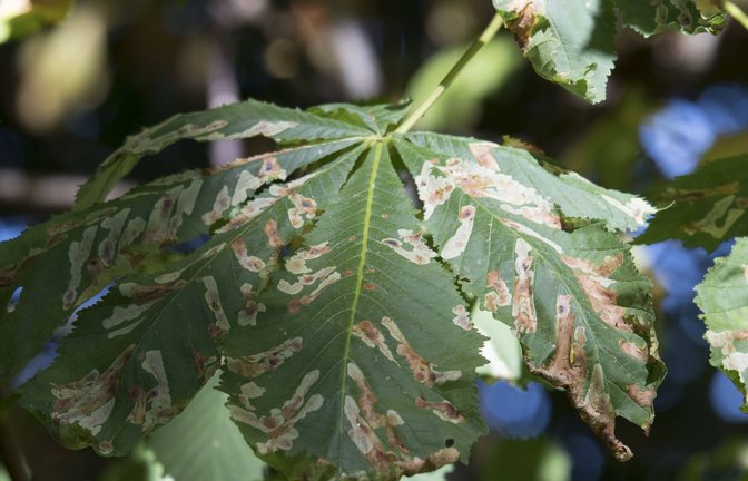 Miniergänge der Rosskastanienminiermotte: Blattminen werden heutzutage ausschließlich von Insekten wie Käfern, Zweiflüglern, Wespen und Schmetterlingen erzeugt, die eine vollständige Umwandlung (Metamorphose) durchlaufen.<span class='image-autor'>Foto: Imago/Zoonar</span>