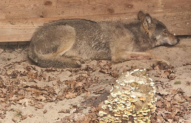 Bisher konnten weder der Wolf noch das Halsband mit seinem Sender gefunden werden. (Archivbild)<span class='image-autor'>Foto: Umweltbehörde Hamburg/dpa</span>